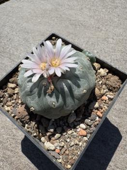 Lophophora williamsii